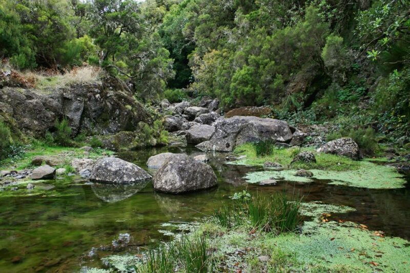 madeira-walks-rabacal-and-the-25-fountains