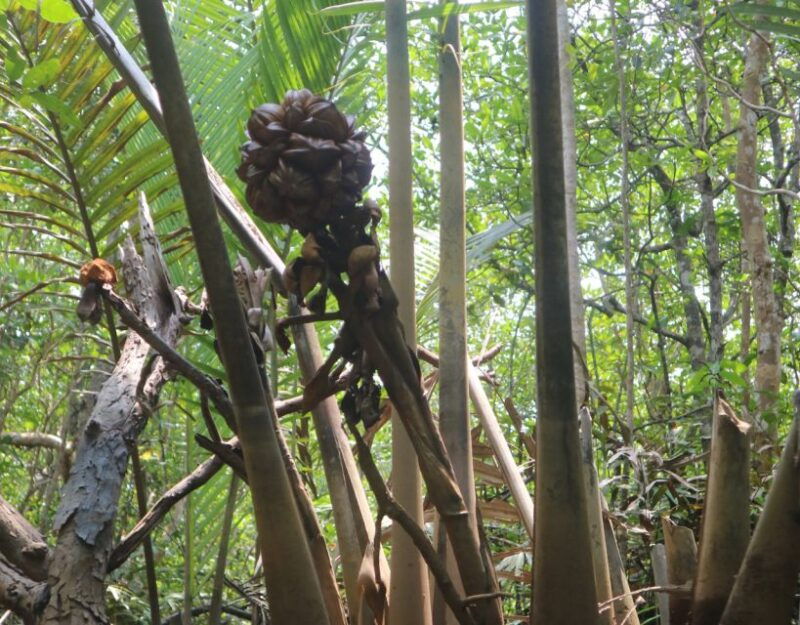mangrove-day-tour-bintan