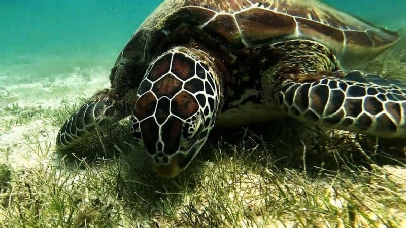 mantayupan-falls-moalboal-snorkeling-sardine-run-tour