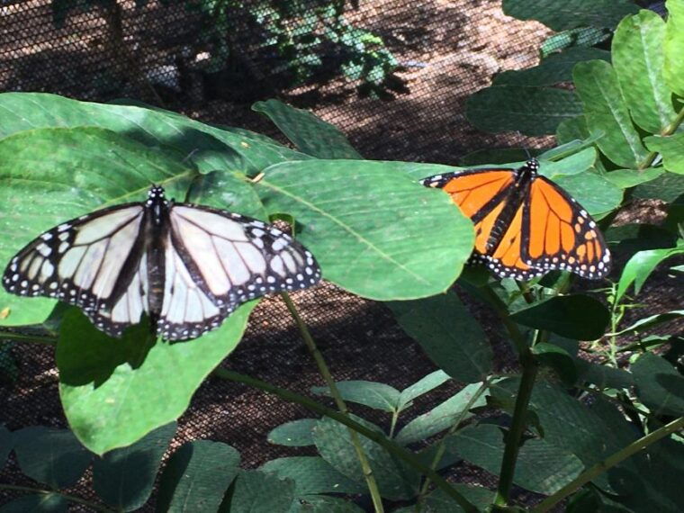 maui-interactive-butterfly-farm-entrance-ticket
