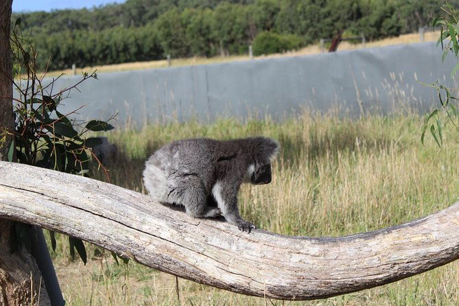 Melbourne Combo: Great Ocean Road Day Trip and Phillip Island Day Trip from Melbourne - The Sum Up
