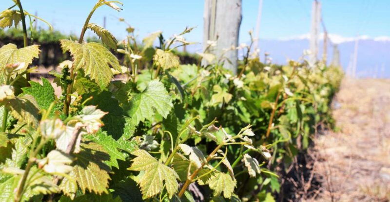 mendoza-half-day-wine-tour-with-tastings