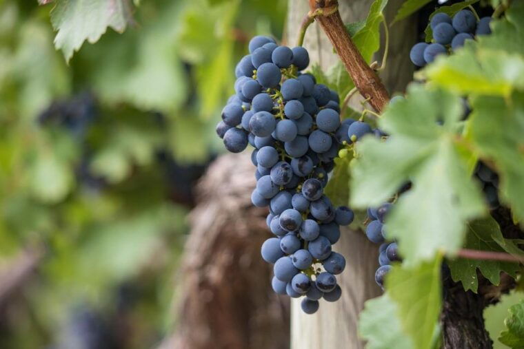 milan-wine-tasting-with-an-italian-sommelier