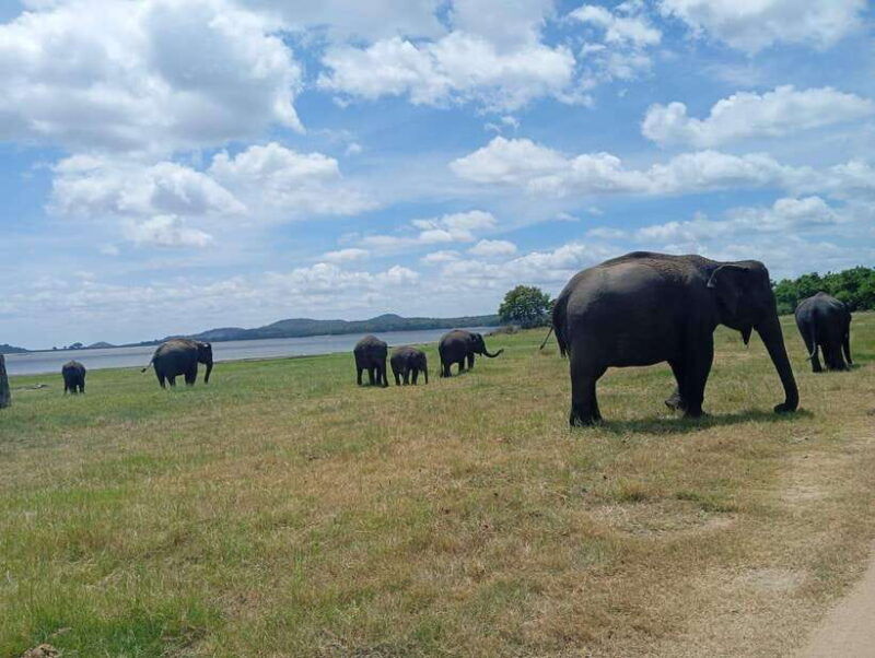 minneriya-half-day-morning-or-evening-jeep-safari