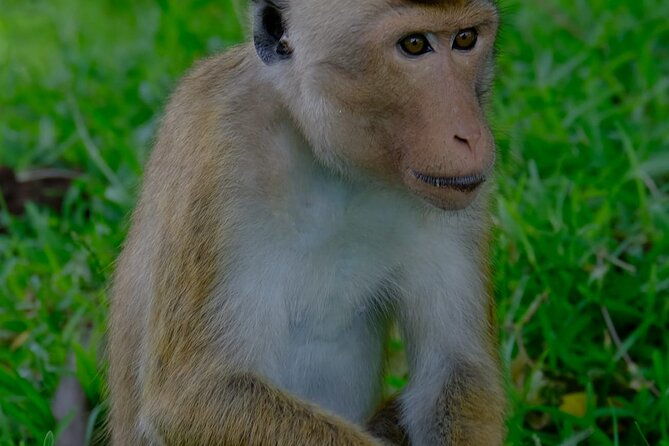 Minneriya / Kaudulla National Park Jeep Safari - Wildlife Encounters