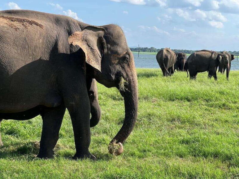minneriya-minneriya-national-park-private-jeep-safari