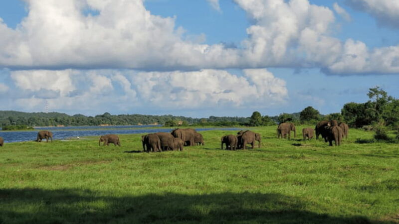 minneriya-national-park-half-day-evening-jeep-safari