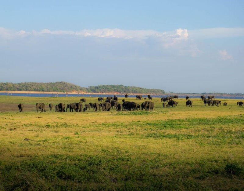 minneriya-national-park-half-day-sri-lanka-jeep-safari