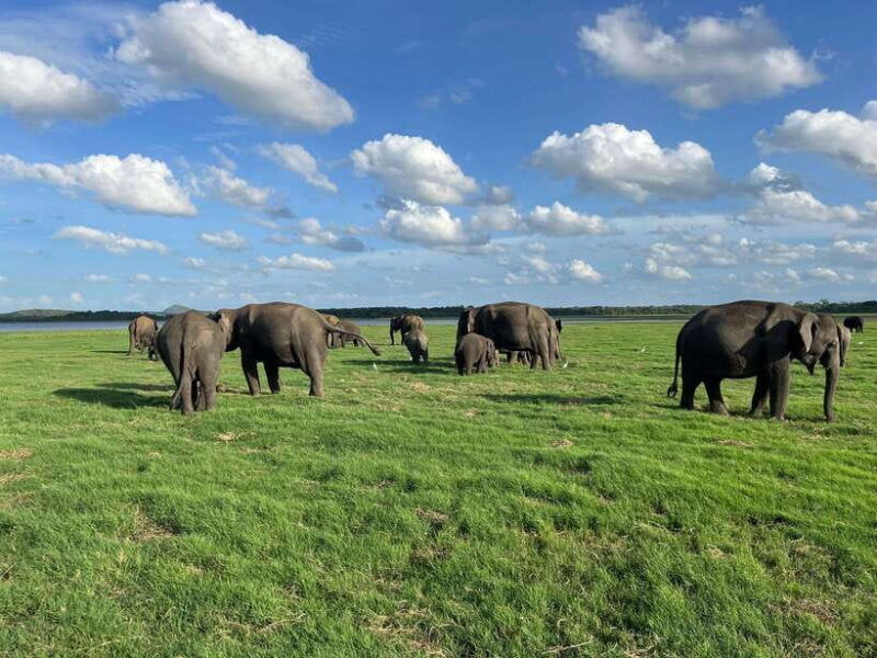 minneriya-national-park-private-jeep-safari-sri-lanka
