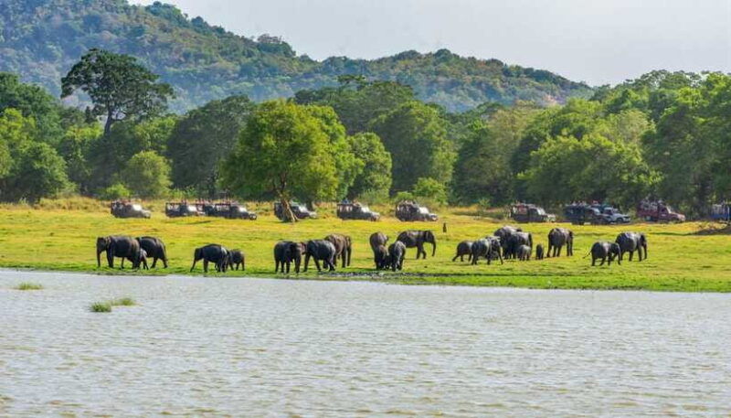 minneriya-national-park-private-safari-from-kandy