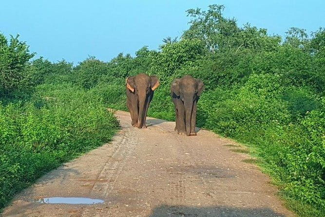 Minneriya National Park Private Safari Tour - Who Should Book This Tour?