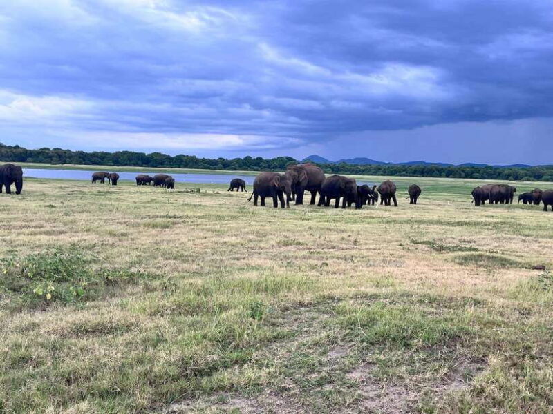 minneriya-national-park-private-safari