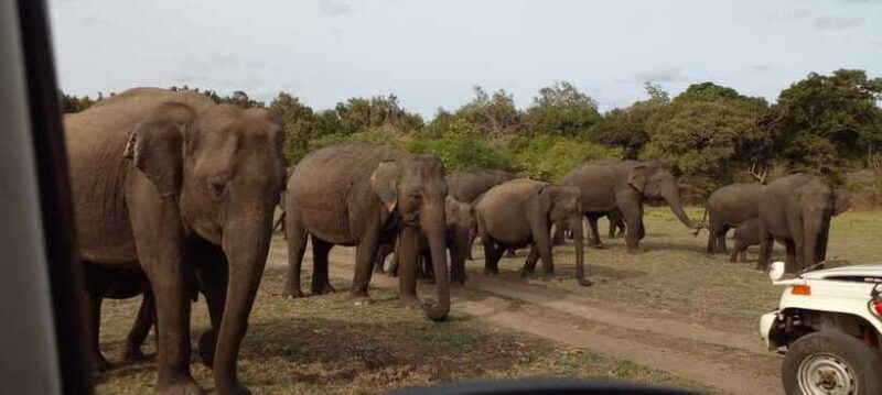 minneriya-national-park-safari