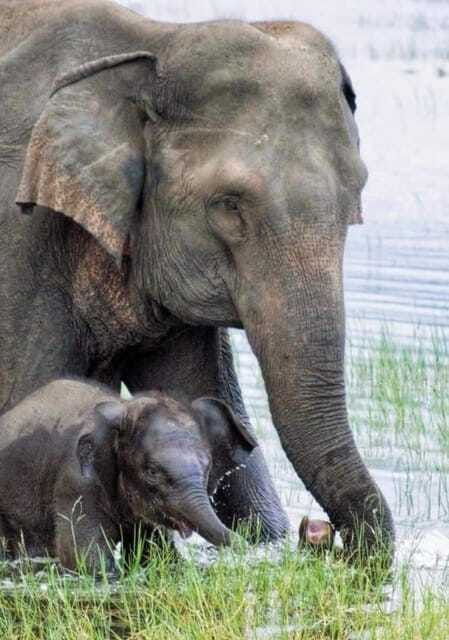 minneriya-national-park-wild-elephant-safari