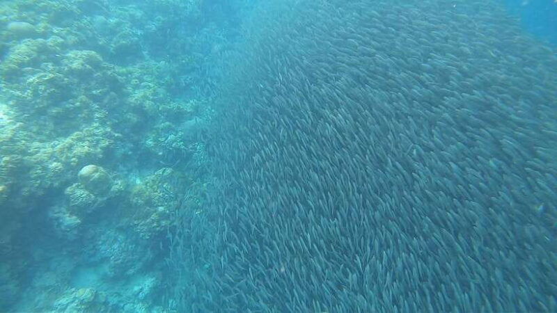 moalboal-marvels-island-hopping-paradise-sardines-run