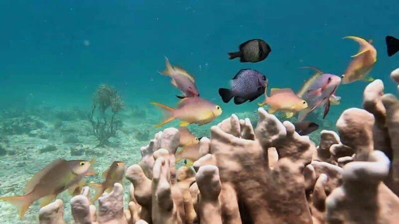 moalboal-pescador-island-mantayupan-falls-adventure
