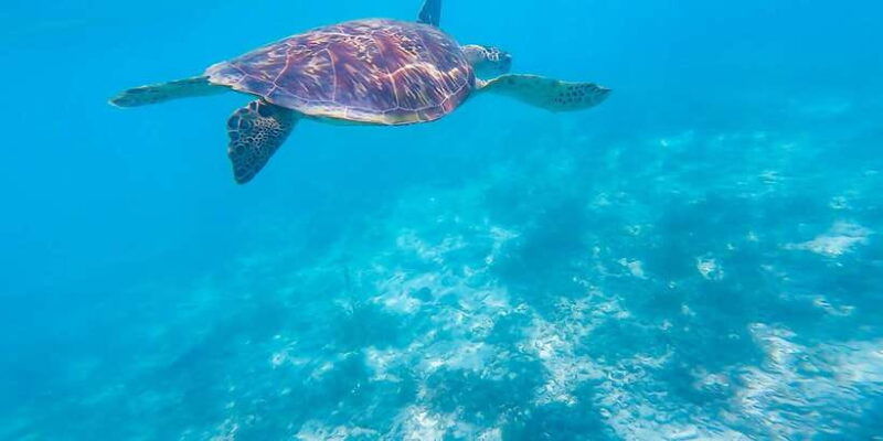 moalboal-sardines-turtle-snorkeling-and-kawasan-falls-tour