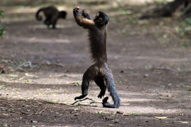 monkeyland-birds-of-eden-jukani-animal-sanctuaries