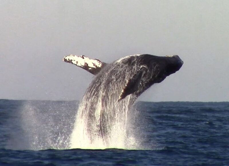 monterey-monterey-bay-dolphin-and-whale-watching-boat-tour