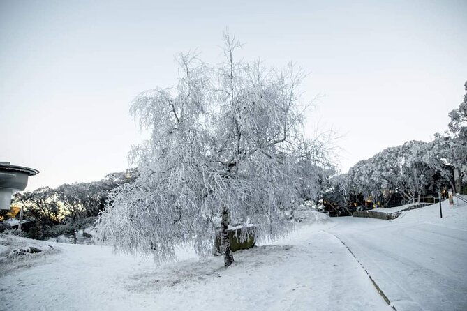 Mount Buller 1 Day Guided Tour - Who Should Book This Tour?