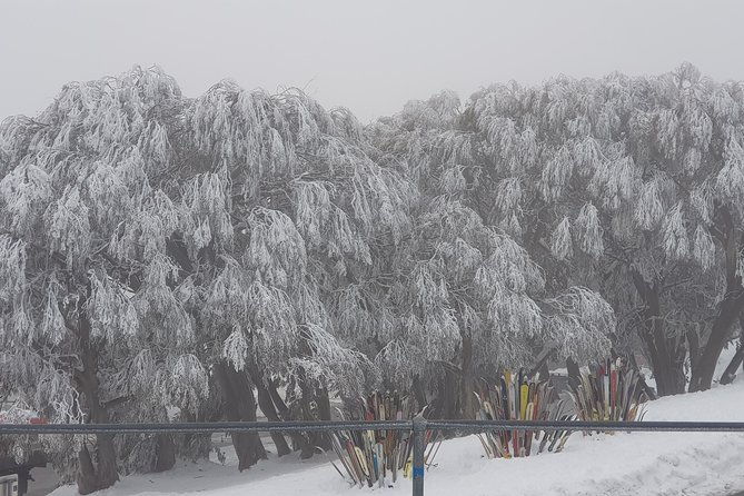 Mt Buller Day Trip from Melbourne - Final Assessment