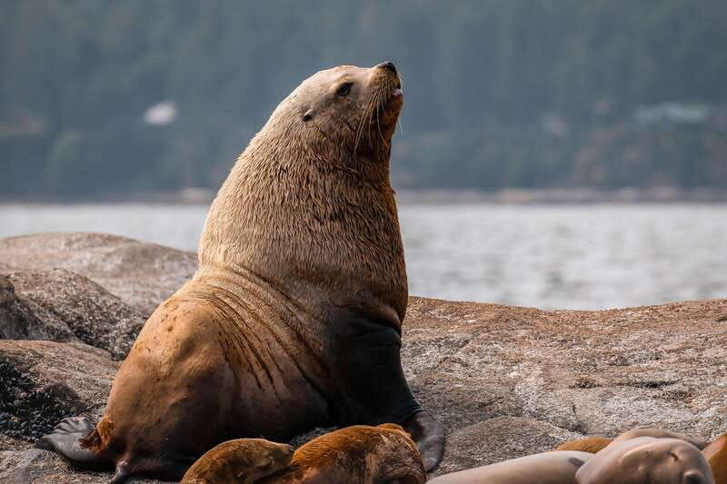 nanaimo-whale-watching-semi-covered-boat-tour