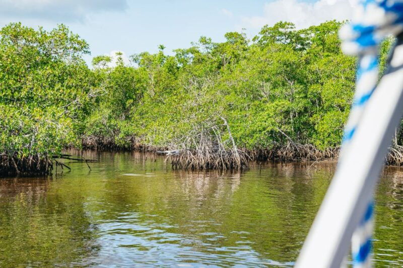 naples-fl-manatee-sightseeing-and-wildlife-boat-tour