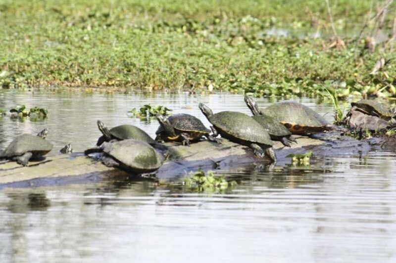 new-orleans-high-speed-16-passenger-airboat-ride