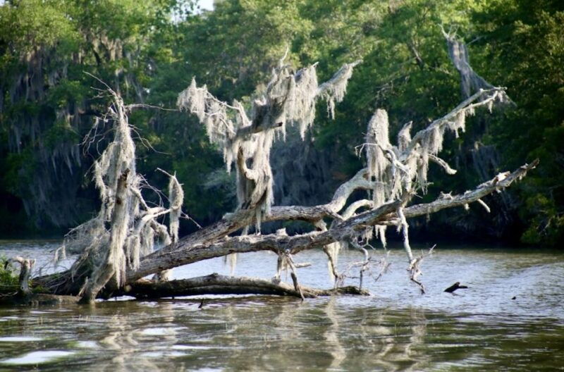 new-orleans-swamp-tour-on-covered-pontoon-boat