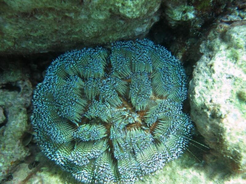 nha-trang-scuba-diving-experience-for-non-certified-divers