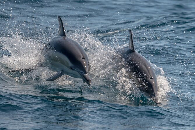 Noosa National Park & Dolphin adventure - Practical Details and Tips