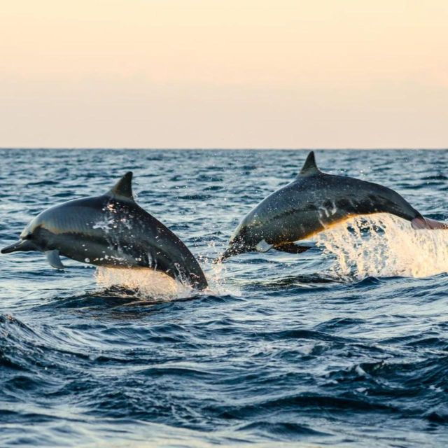 north-bali-lovina-watching-dolphins-and-sunrises-tour