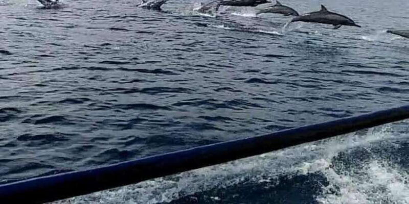 north-bali-sunrise-dolphin-trip-at-lovina-beach