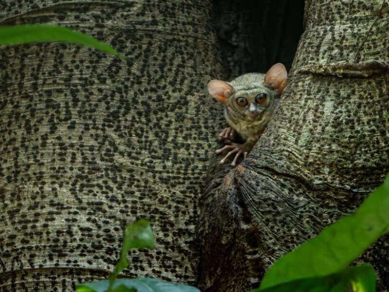 north-sulawesi-bitung-tangkoko-wildlife-adventure