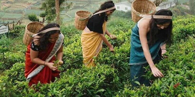 nuwara-eliya-day-tour-from-kandy-private-tour