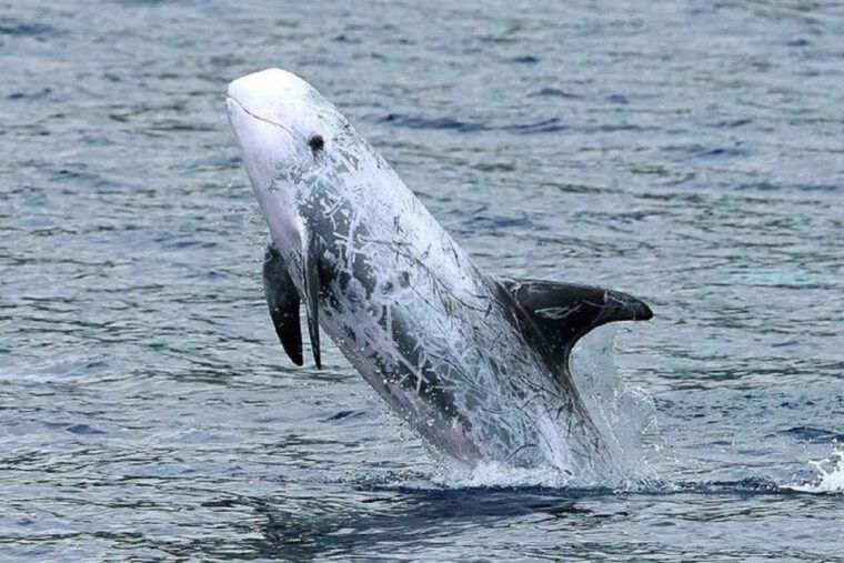observation-of-whales-and-dolphins-in-the-peak