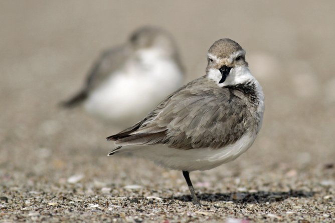 One Day Birding Adventure - The Sum Up: Is It Worth It?