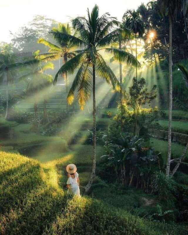 one-day-tour-of-ubud-area-includes-entrance-ticket-waterfall