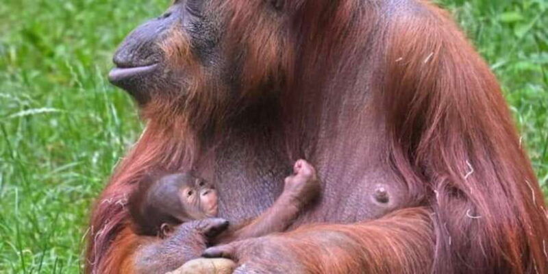 orangutan-tour-jungle-trekking-in-sumatra