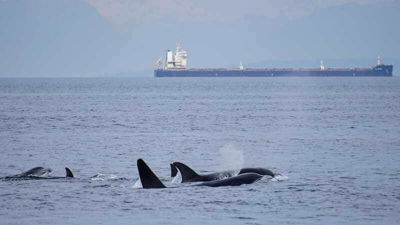 orcas-island-whale-and-orca-guided-speedboat-tour-2