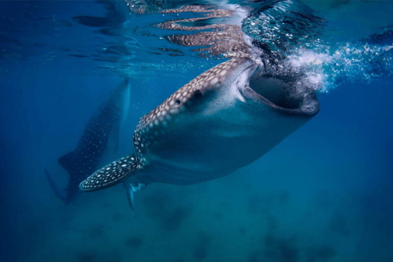 oslob-whale-sharks-tumalog-falls-monkey-sanctuary-tour