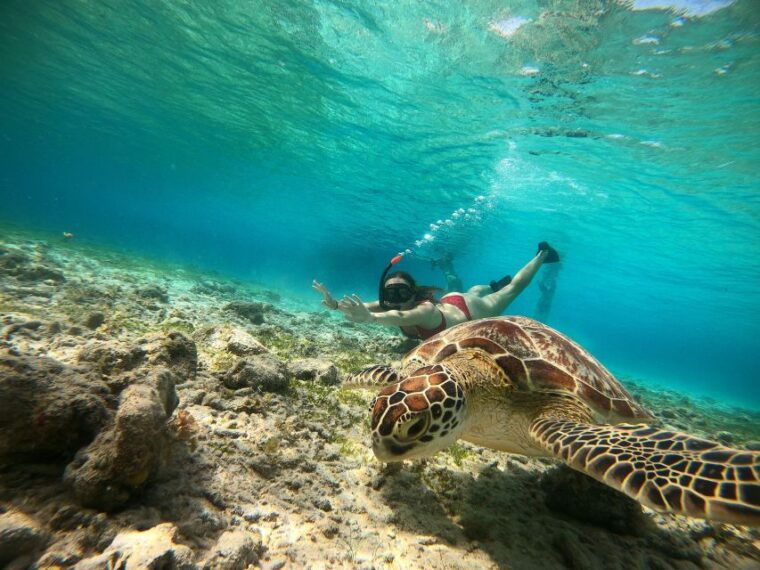 ozzy-snorkeling-3-islands-visit-baby-turtles