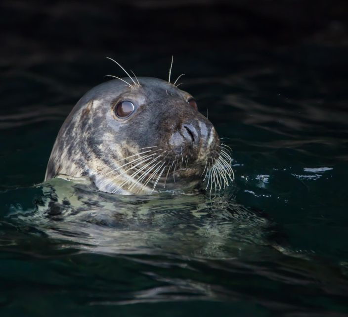 padstow-guided-rib-sealife-safari