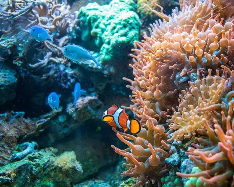 panglao-snorkeling-at-napalingreef-with-sardines-experience