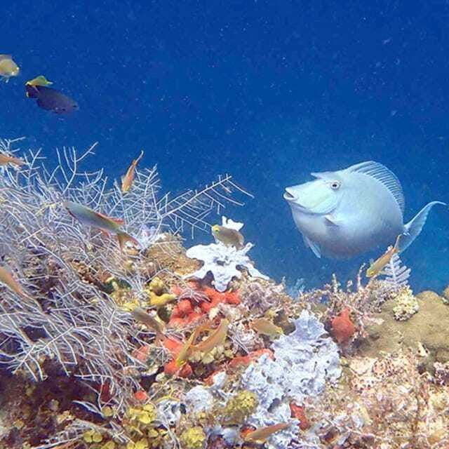 panglaobalicasag-island-tour-with-turtle-dolphin-watching