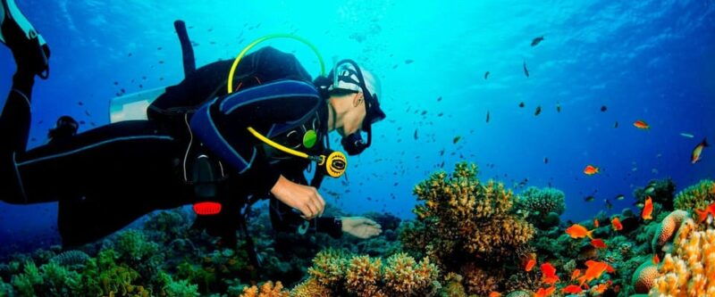 paracas-diving-dive-into-the-sea