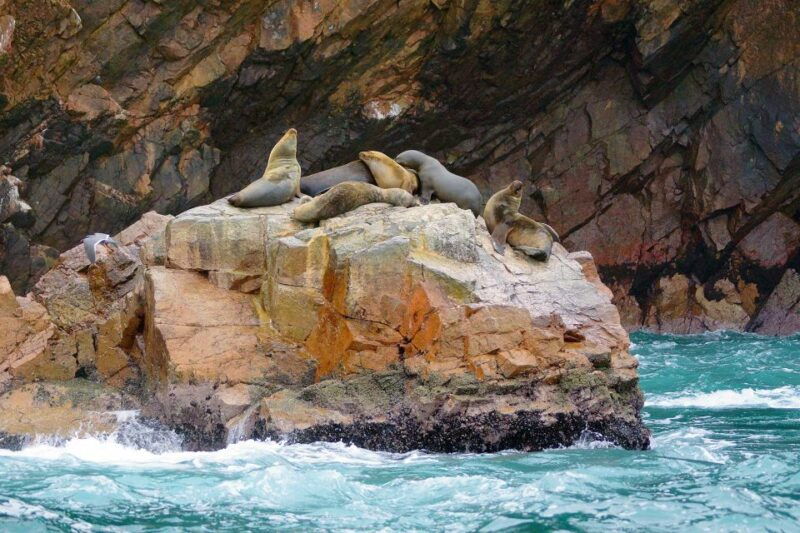 paracas-islands-huacachina-oasis-in-ica-adventurewildlife