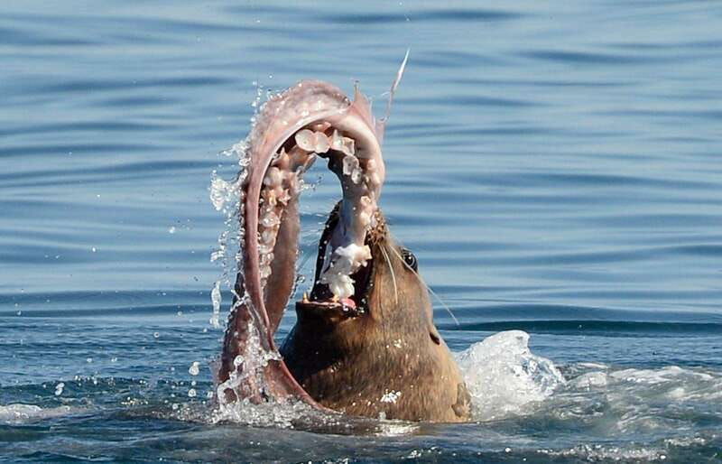 parksville-half-day-whale-and-wildlife-adventure