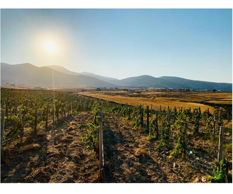 paros-wine-tasting-at-local-winery