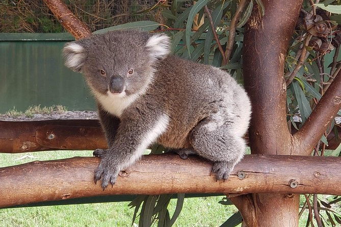 Perth Wildlife Park & City Highlights - Premium Small Group Tour - Who Is This Tour Best For?